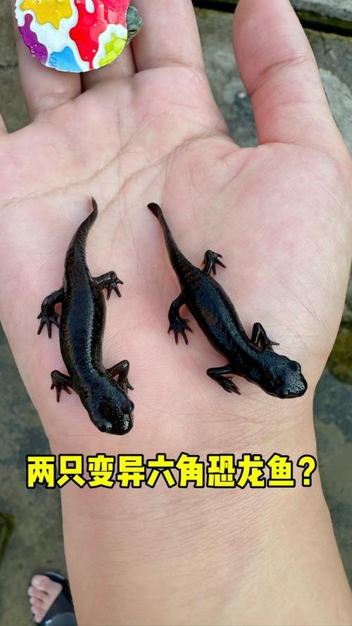 小恐龍魚圖片