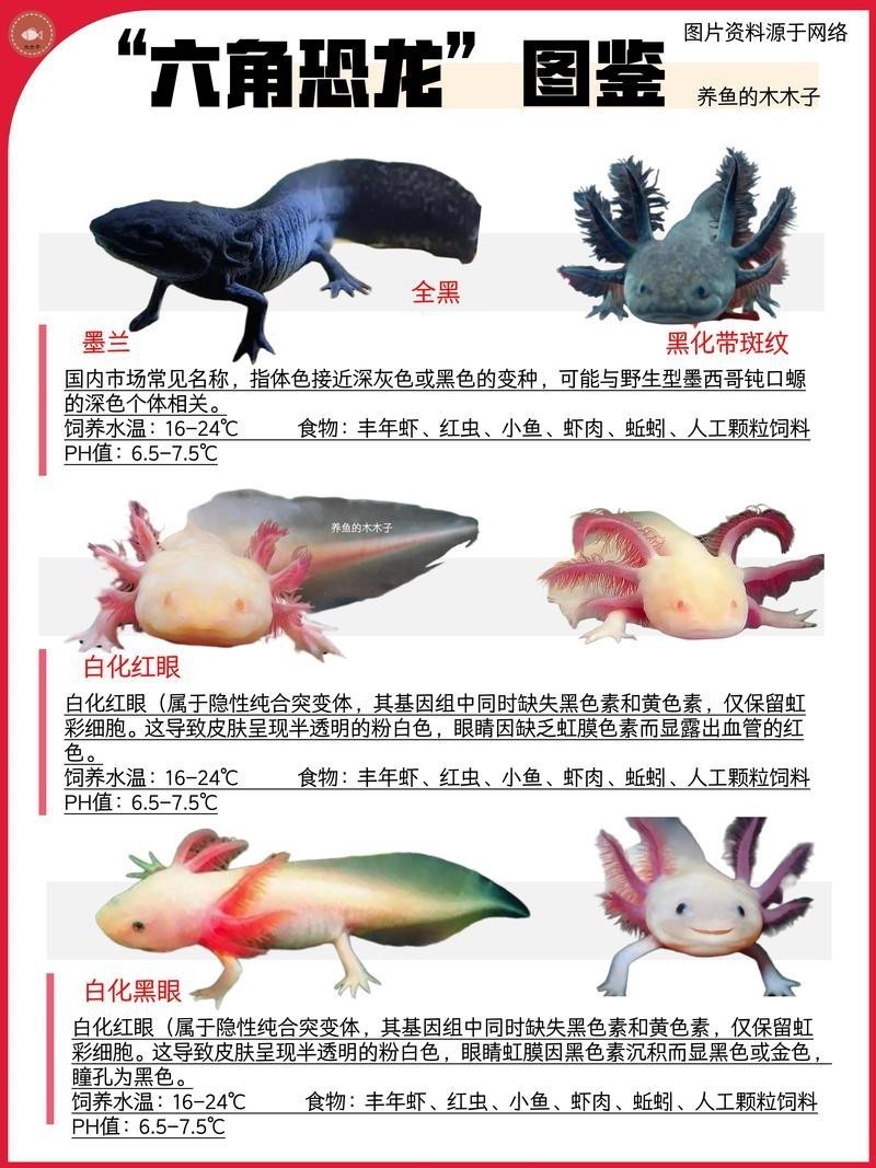小恐龍魚圖片