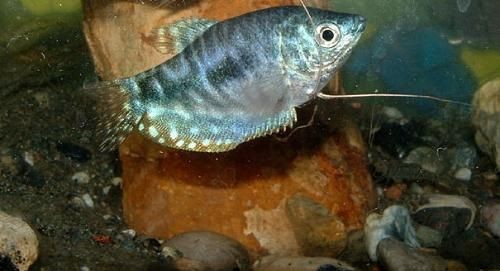 藍龍魚飼養難度因個體差異和飼養條件不同而有所差異：藍龍魚好養不好養不好養不好養不好養不好養