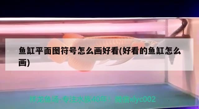 銀龍魚可以和藍(lán)鯊魚混養(yǎng)嗎（藍(lán)鯊魚能和銀龍魚一起養(yǎng)嗎）