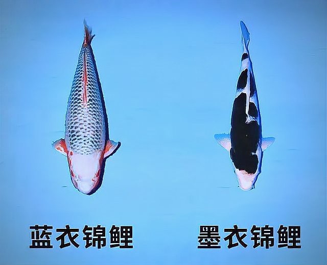 十大名貴錦鯉的排名