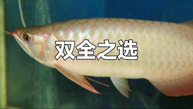 長城杯世界龍魚錦標賽有哪些歷史記錄？