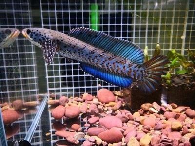 幻彩紅寶石雷龍魚飼養(yǎng)指南想要養(yǎng)好幻彩紅寶石雷龍魚的基本知識：幻彩紅寶石雷龍魚養(yǎng)殖指南