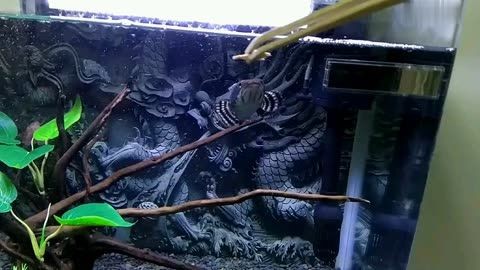 幻彩紅寶石雷龍魚飼養(yǎng)指南想要養(yǎng)好幻彩紅寶石雷龍魚的基本知識：幻彩紅寶石雷龍魚養(yǎng)殖指南