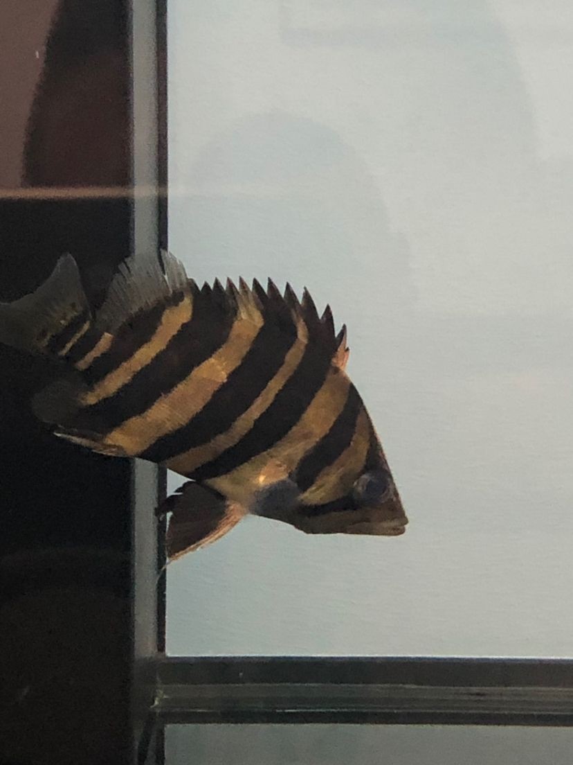魚缸水剛換過，水變渾濁的原因有哪些？：魚缸水剛剛換過，水變渾濁的原因
