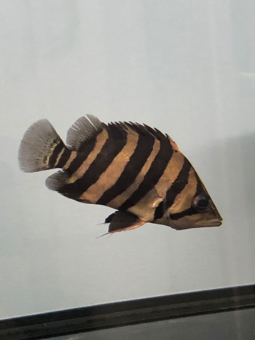 魚缸水剛換過，水變渾濁的原因有哪些？：魚缸水剛剛換過，水變渾濁的原因