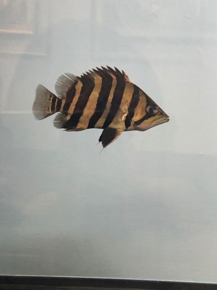 魚缸水剛換過，水變渾濁的原因有哪些？：魚缸水剛剛換過，水變渾濁的原因
