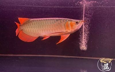 龍魚發色燈開多久：龍魚發色燈的開燈時間