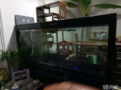 冠縣賣魚缸的地方在哪里有（冠縣水族市場分析）