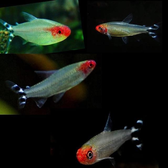 紅綠燈魚跳出魚缸的原因可能包括以下措施來預防跳缸:紅綠燈魚跳出魚缸的原因 魚缸百科 第1張 紅綠燈魚跳出魚缸的原因可能包括以下措施來預防跳缸:紅綠燈魚跳出魚缸的原因 紅綠燈魚跳出魚缸的原因可能包括以下措施來預防跳缸:紅綠燈魚跳出魚缸的原因 魚缸百科 第1張