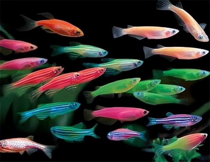 紅綠燈魚跳出魚缸的原因可能包括以下措施來預防跳缸:紅綠燈魚跳出魚缸的原因 魚缸百科 第3張 紅綠燈魚跳出魚缸的原因可能包括以下措施來預防跳缸:紅綠燈魚跳出魚缸的原因 紅綠燈魚跳出魚缸的原因可能包括以下措施來預防跳缸:紅綠燈魚跳出魚缸的原因 魚缸百科 第3張