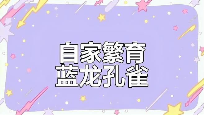 藍龍魚視頻