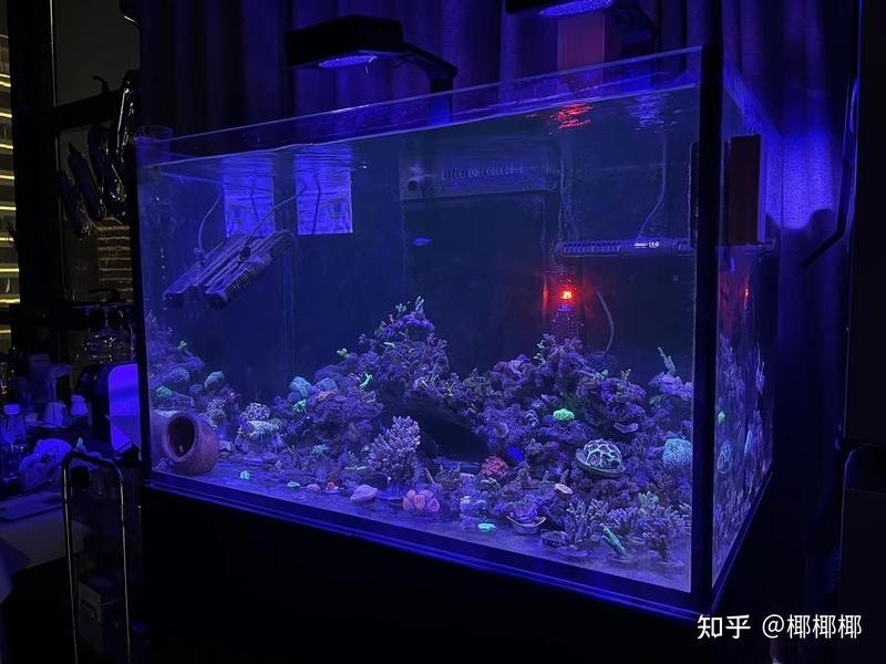 紅龍SPS的生長速度如何？
