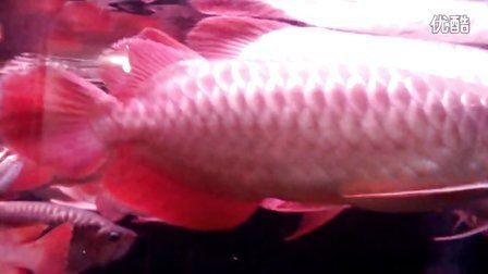 正大龍魚(yú)怎么樣：正大龍魚(yú)養(yǎng)殖基地漲價(jià)4580元，今日秒殺4580元