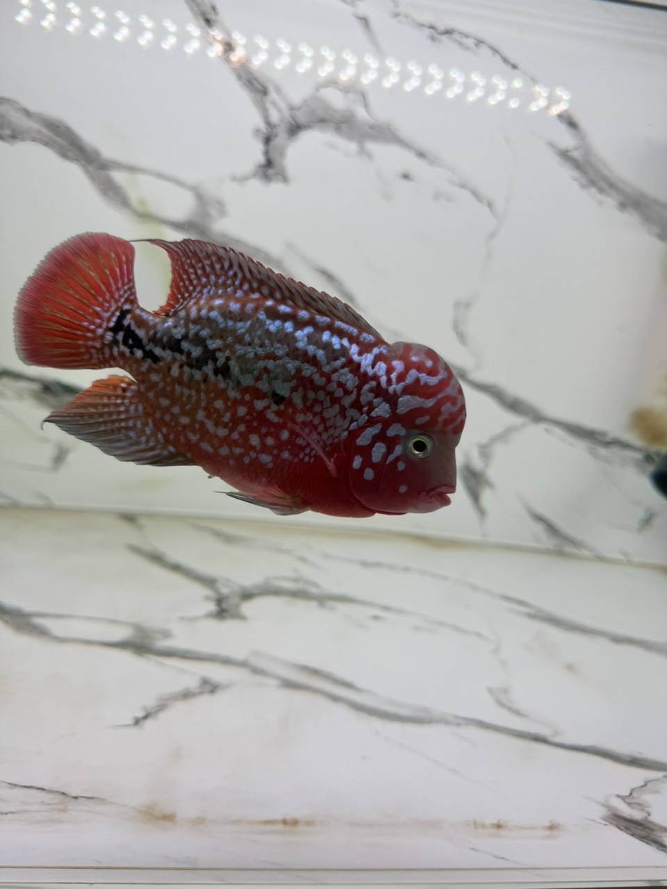 長得有點慢