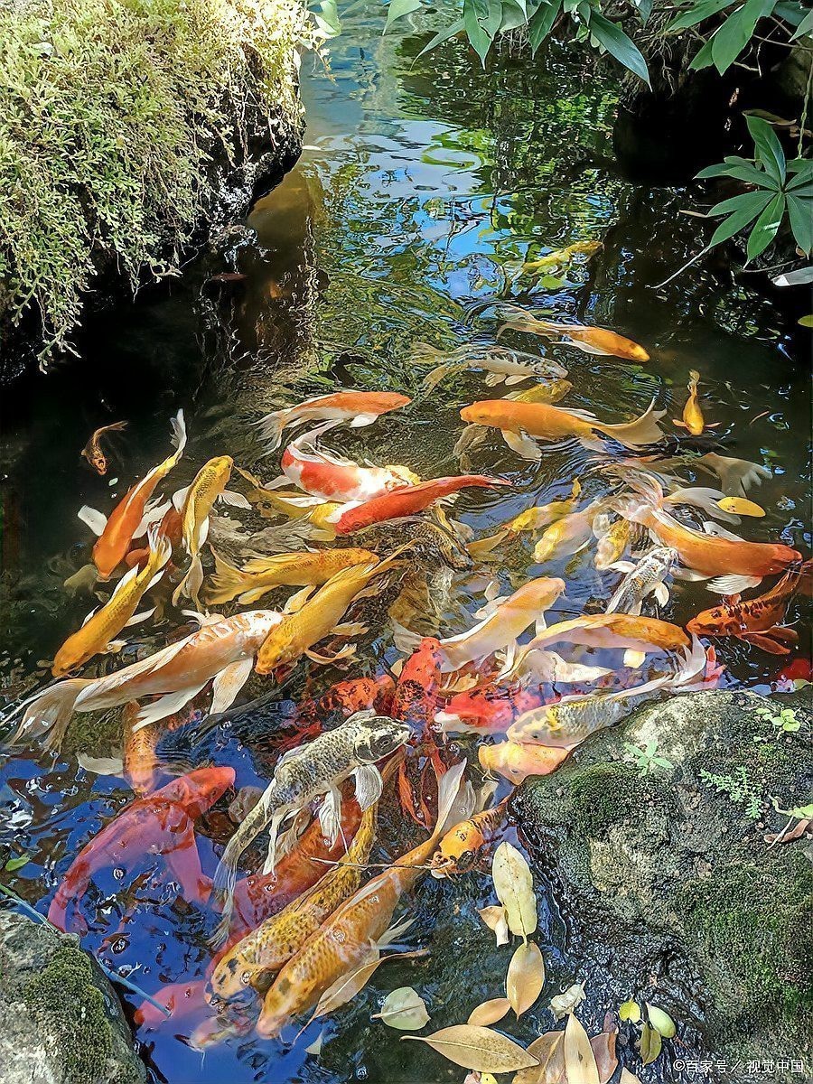 養魚的寓意和象征風水