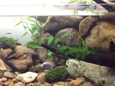 鵝卵石做魚缸造景的藝術與科學魚缸造景的藝術與科學魚缸造景：如何選擇合適的魚缸造景石