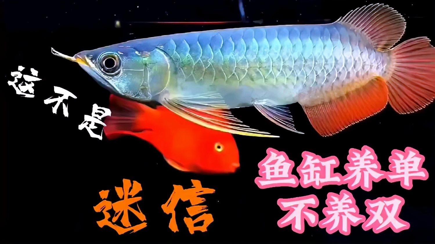 為什么養(yǎng)魚雙數(shù)是大忌