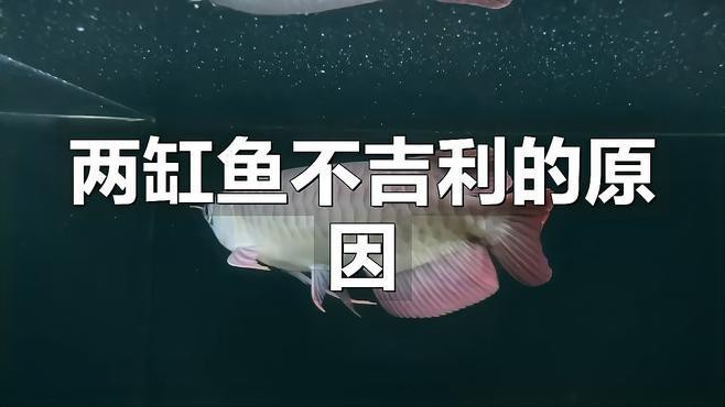 為什么養(yǎng)魚雙數(shù)是大忌