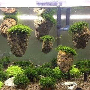 水草造景培訓學校哪家強：廣州魚缸造景培訓學校魚缸造景培訓學校魚缸造景培訓學習 水草造景培訓學校哪家強：廣州魚缸造景培訓學校魚缸造景培訓學校魚缸造景培訓學習 魚缸百科 第4張