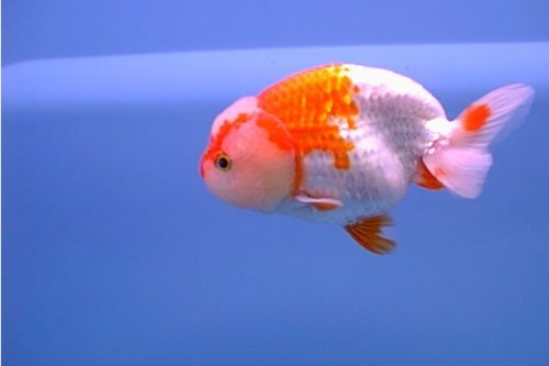 清平路水族市場的金魚品種有哪些? 2025長城杯龍魚大賽 第9張 清平路水族市場的金魚品種有哪些? 清平路水族市場的金魚品種有哪些? 2025長城杯龍魚大賽 第9張