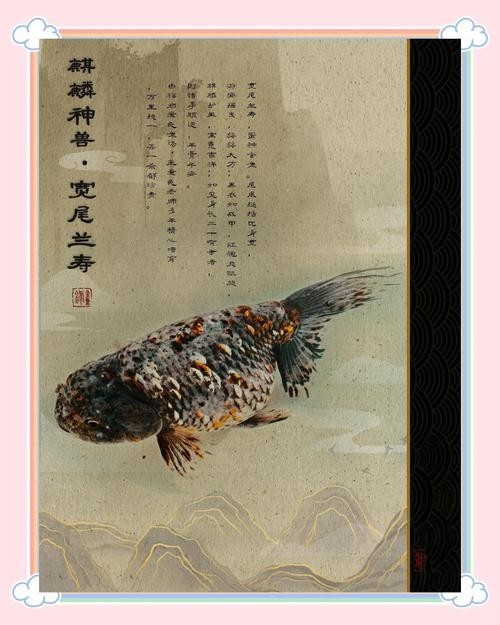 清平路水族市場的金魚品種有哪些? 2025長城杯龍魚大賽 第10張 清平路水族市場的金魚品種有哪些? 清平路水族市場的金魚品種有哪些? 2025長城杯龍魚大賽 第10張