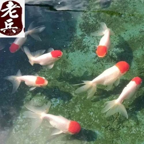 清平路水族市場的金魚品種有哪些? 2025長城杯龍魚大賽 第12張 清平路水族市場的金魚品種有哪些? 清平路水族市場的金魚品種有哪些? 2025長城杯龍魚大賽 第12張