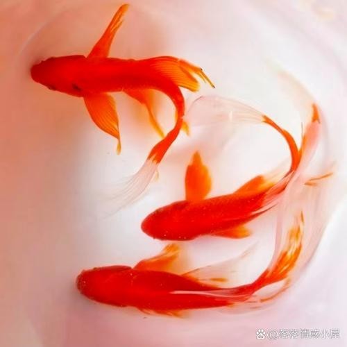 清平路水族市場的金魚品種有哪些? 2025長城杯龍魚大賽 第5張 清平路水族市場的金魚品種有哪些? 清平路水族市場的金魚品種有哪些? 2025長城杯龍魚大賽 第5張