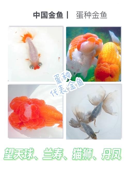 清平路水族市場的金魚品種有哪些? 2025長城杯龍魚大賽 第7張 清平路水族市場的金魚品種有哪些? 清平路水族市場的金魚品種有哪些? 2025長城杯龍魚大賽 第7張