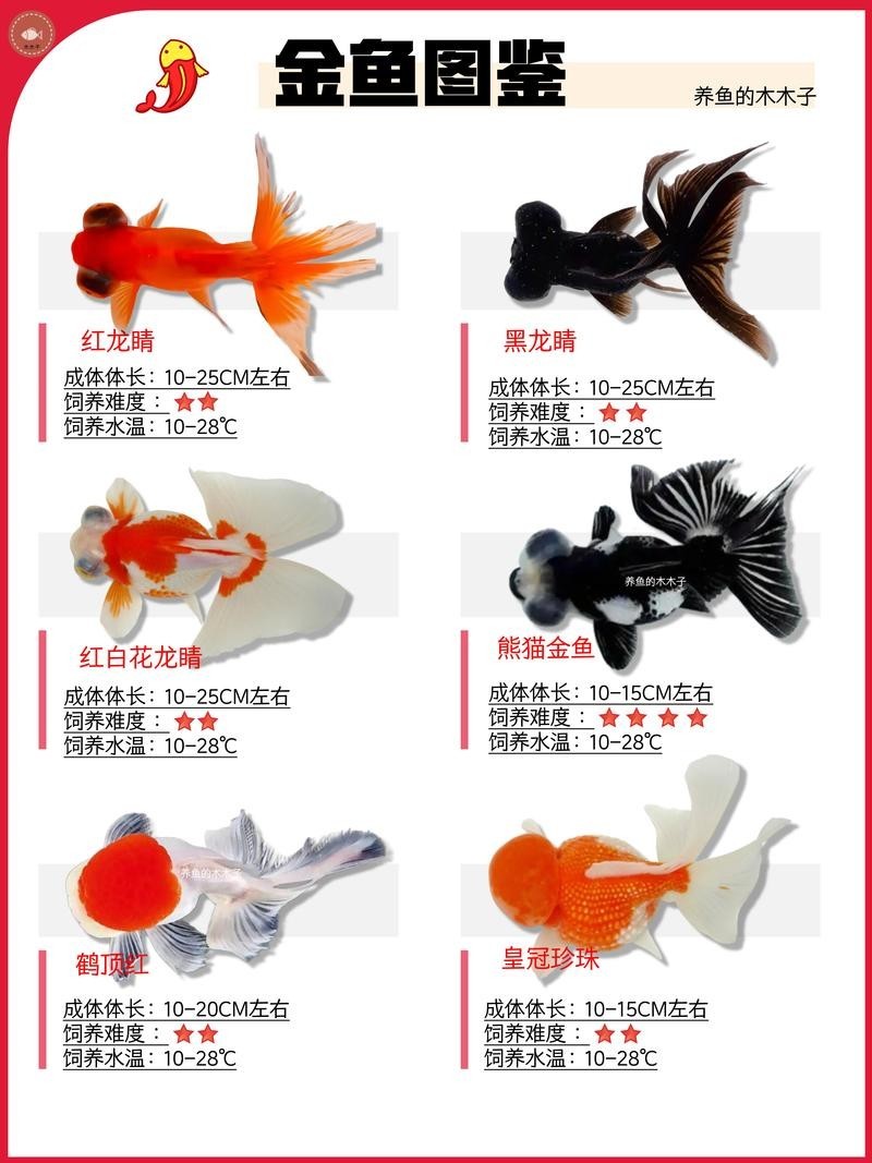 清平路水族市場的金魚品種有哪些? 2025長城杯龍魚大賽 第4張 清平路水族市場的金魚品種有哪些? 清平路水族市場的金魚品種有哪些? 2025長城杯龍魚大賽 第4張