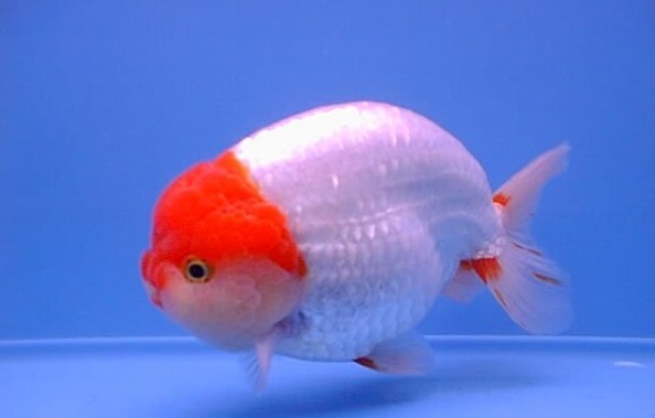 清平路水族市場的金魚品種有哪些? 2025長城杯龍魚大賽 第11張 清平路水族市場的金魚品種有哪些? 清平路水族市場的金魚品種有哪些? 2025長城杯龍魚大賽 第11張