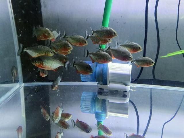 紅老虎能養(yǎng)多大的魚