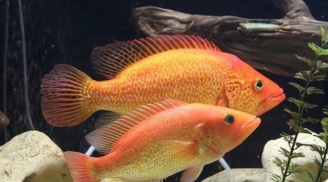 紅老虎能養(yǎng)多大的魚