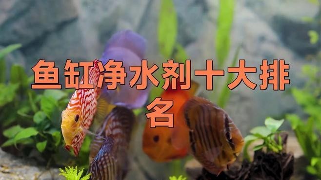龍魚燈的清潔劑有哪些推薦