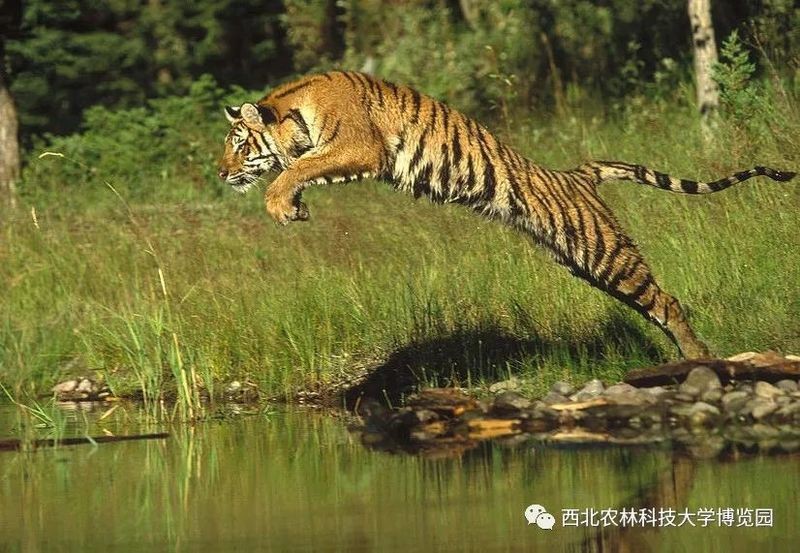 東北虎的外形特征