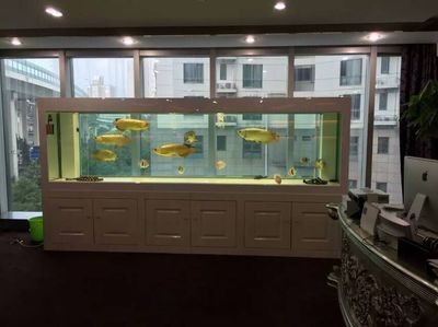 廣州魚缸定做公司：廣州地區多家公司提供專業的魚缸定做服務