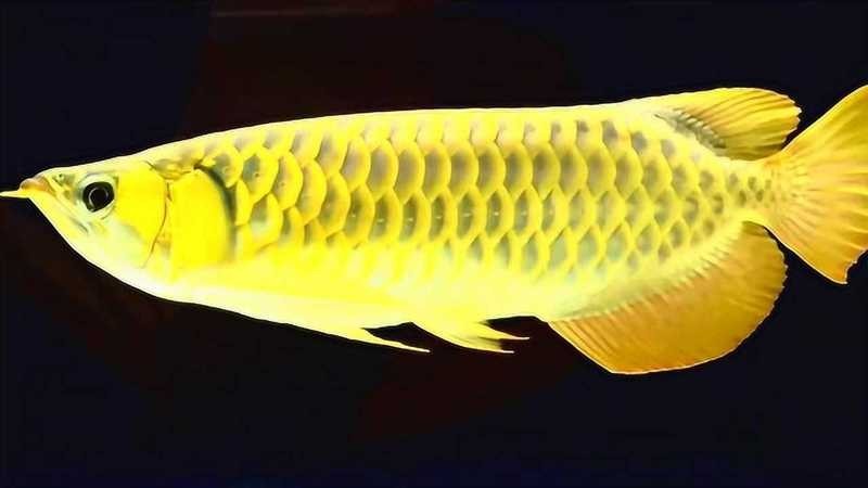 金龍魚高清視頻有哪些