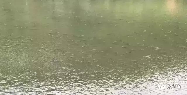 魚缸老水是什么樣的：關于魚缸老水的一些詳細信息 魚缸老水是什么樣的：關于魚缸老水的一些詳細信息 魚缸百科 第2張