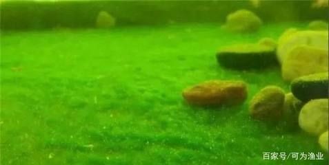 魚缸老水是什么樣的：關于魚缸老水的一些詳細信息 魚缸老水是什么樣的：關于魚缸老水的一些詳細信息 魚缸百科 第3張