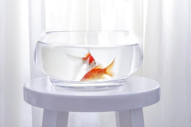 魚缸底砂鋪設后養護要點：魚缸底砂鋪設后需要注意的養護環節