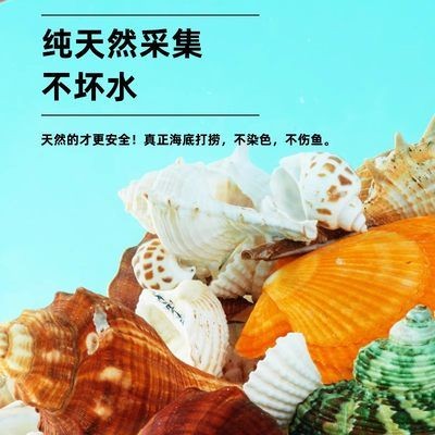 魚缸底砂鋪設后養護要點：魚缸底砂鋪設后需要注意的養護環節