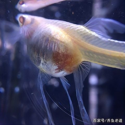 孔雀魚繁殖難度大嗎？ 孔雀魚繁殖難度大嗎？ 2025長城杯龍魚大賽 第1張