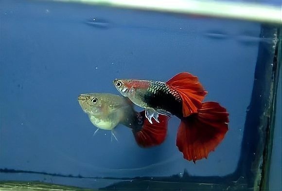 孔雀魚繁殖難度大嗎？ 孔雀魚繁殖難度大嗎？ 2025長城杯龍魚大賽 第5張