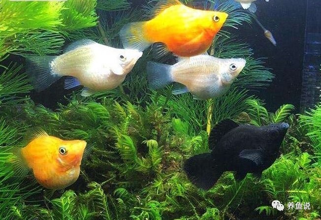 孔雀魚繁殖難度大嗎？ 孔雀魚繁殖難度大嗎？ 2025長城杯龍魚大賽 第2張