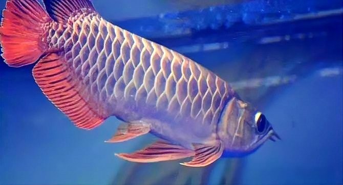 賽級紅龍魚的價格大概是多少？