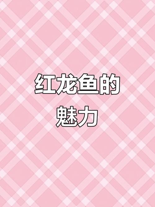 賽級紅龍魚的價格大概是多少？