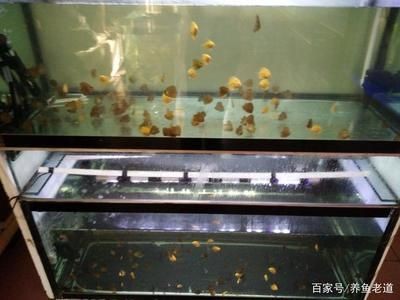 觀賞魚缸造景設(shè)計(jì)和注意事項(xiàng)和注意事項(xiàng)和注意事項(xiàng)：觀賞魚缸如何設(shè)置