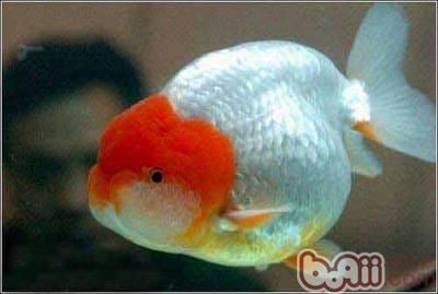 觀賞魚缸造景設(shè)計(jì)和注意事項(xiàng)和注意事項(xiàng)和注意事項(xiàng)：觀賞魚缸如何設(shè)置