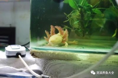 六角恐龍魚(yú)日常護(hù)理要點(diǎn)：六角恐龍魚(yú)日常護(hù)理