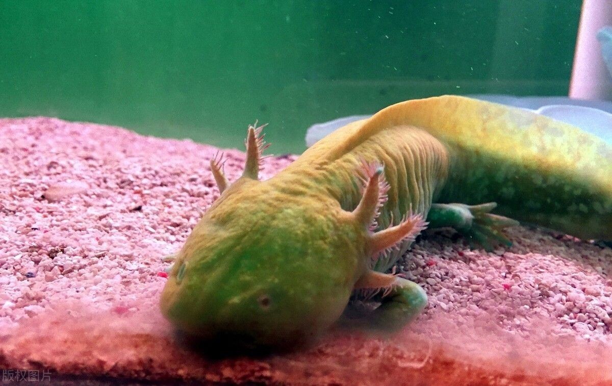 六角恐龍魚(yú)日常護(hù)理要點(diǎn)：六角恐龍魚(yú)日常護(hù)理